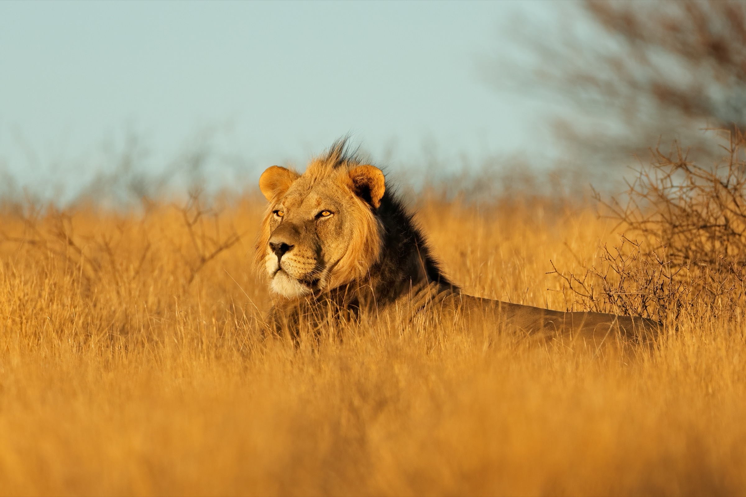 Golden dawn light across the African savannah