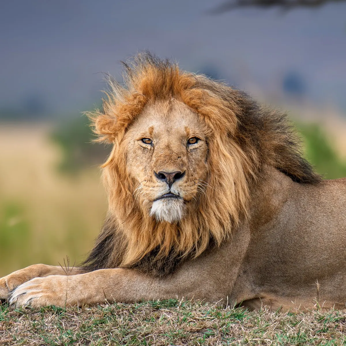 A male lion at rest, close up