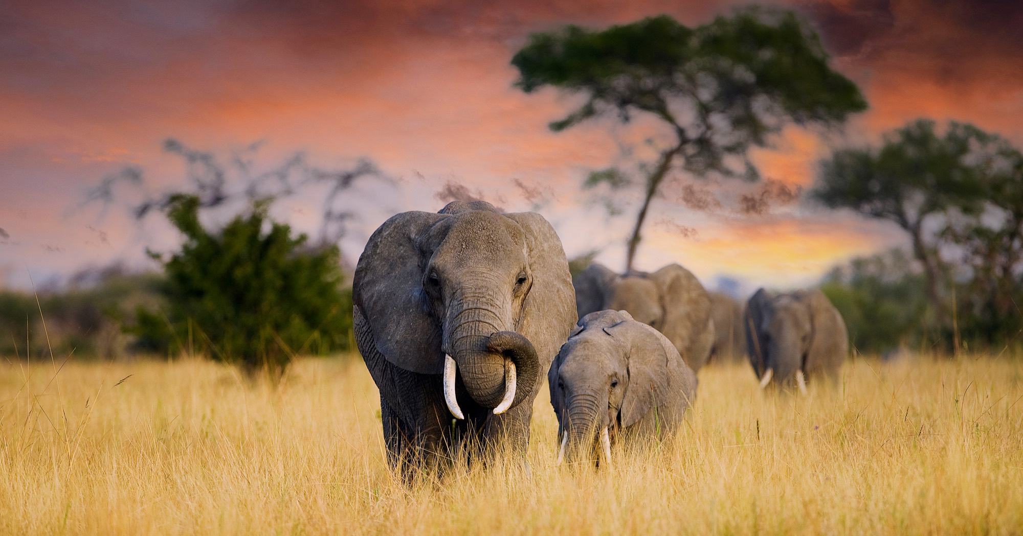 Wildlife on the African plains
